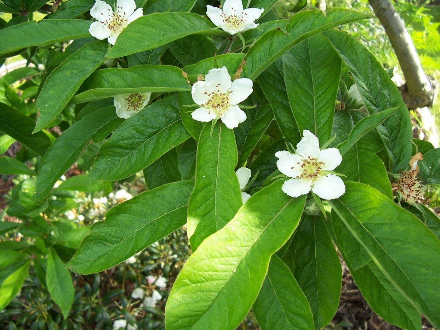 10 Showy Mespilus - Medlar (Mespilus Germanica) Seeds - Seed World