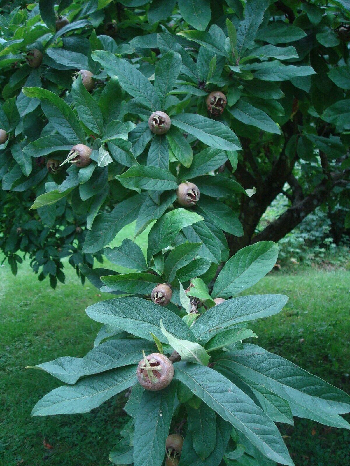 10 Showy Mespilus - Medlar (Mespilus Germanica) Seeds - Seed World