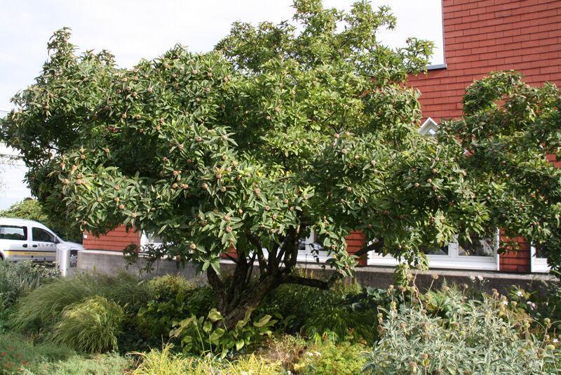 10 Showy Mespilus - Medlar (Mespilus Germanica) Seeds - Seed World