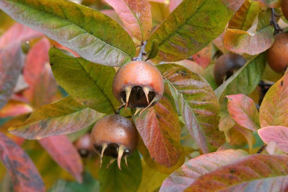 10 Showy Mespilus - Medlar (Mespilus Germanica) Seeds - Seed World