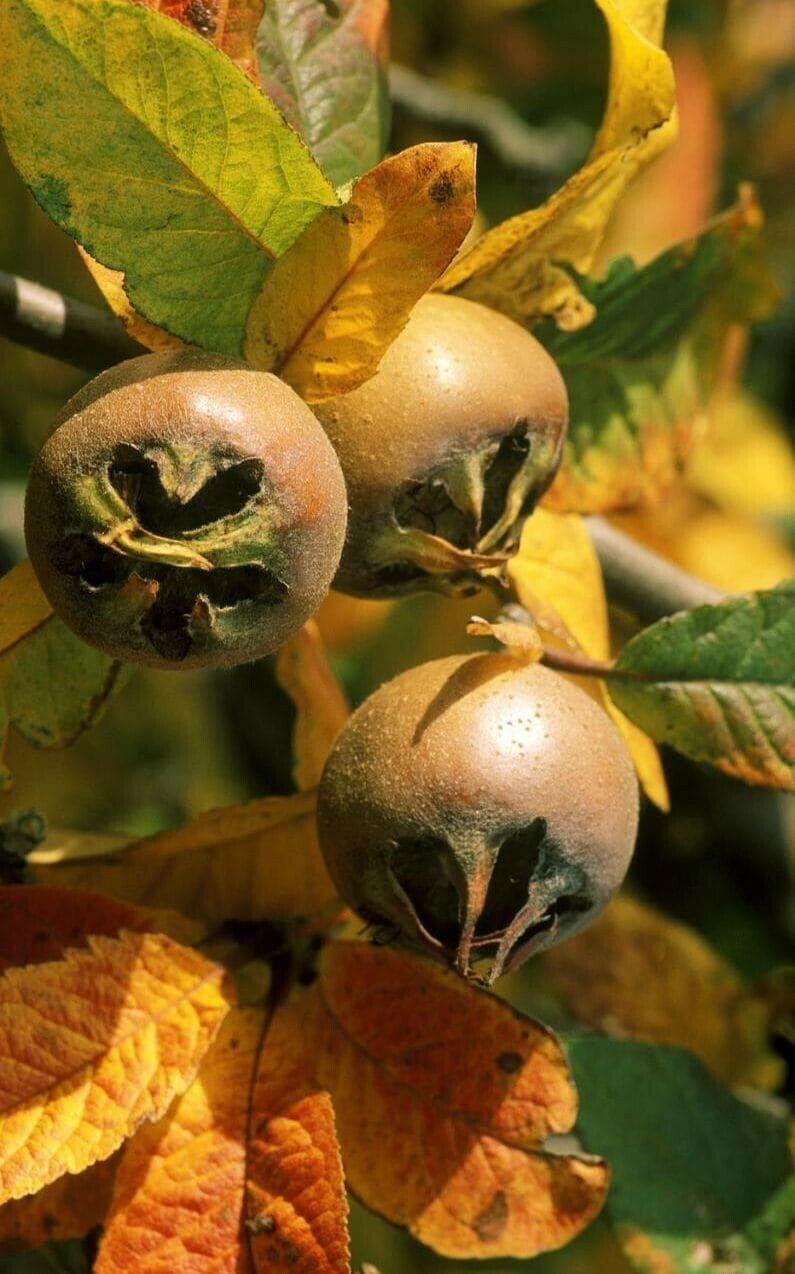 10 Showy Mespilus - Medlar (Mespilus Germanica) Seeds - Seed World