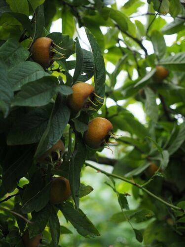 10 Showy Mespilus - Medlar (Mespilus Germanica) Seeds - Seed World