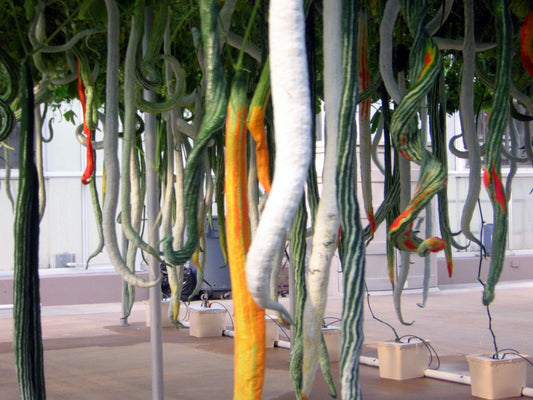 10 Snake Gourd Seeds - Seed World