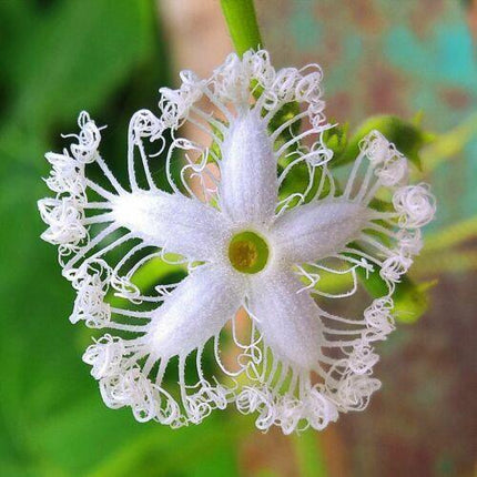 10 Snake Gourd Seeds - Seed World