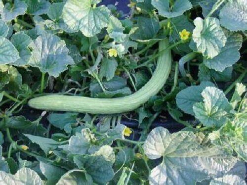10 Snake Gourd Seeds - Seed World