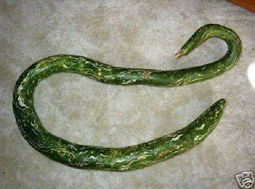 10 Snake Gourd Seeds - Seed World