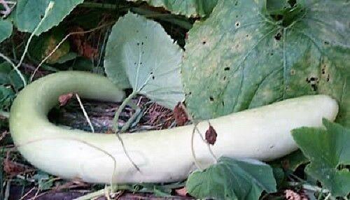 10 Snake Gourd Seeds - Seed World