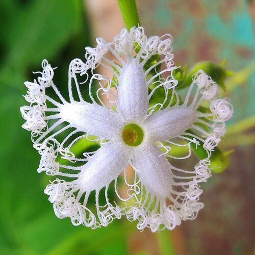 10 Snake Gourd Seeds - Seed World