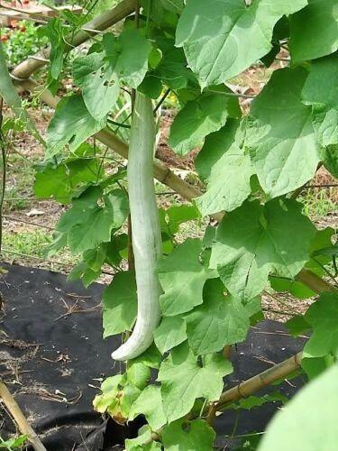 10 Snake Gourd Seeds - Seed World