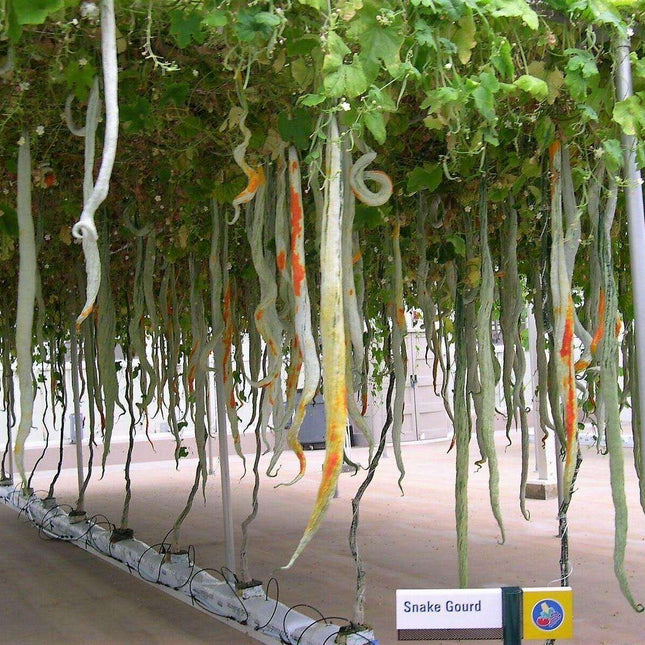 10 Snake Gourd Seeds - Seed World