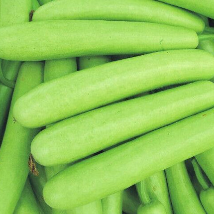 10 Sorakaya Long Bottle Gourd Calabash Seeds - Seed World