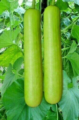 10 Sorakaya Long Bottle Gourd Calabash Seeds - Seed World
