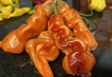 10 Sugar Rush Striped | Bacon | Candy Cane Pepper Seeds - Seed World