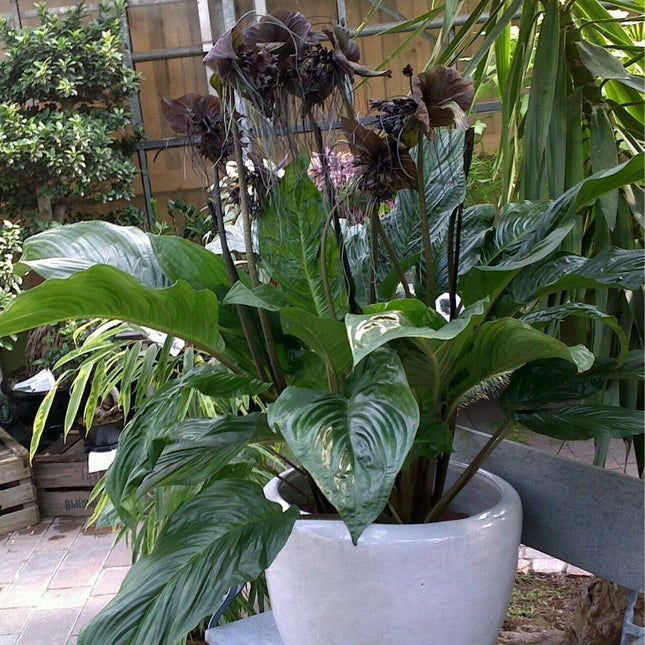 10 Tacca Chantrieri Seeds | the Greenhouse Black Bat Plant Tropical - Seed World