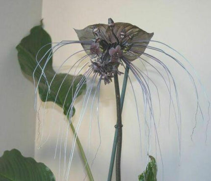 10 Tacca Chantrieri Seeds | the Greenhouse Black Bat Plant Tropical - Seed World