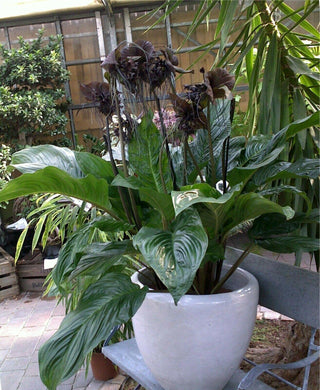 10 Tacca Chantrieri Seeds | the Greenhouse Black Bat Plant Tropical - Seed World