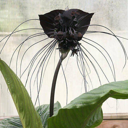 10 Tacca Chantrieri Seeds | the Greenhouse Black Bat Plant Tropical - Seed World
