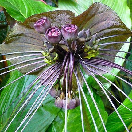 10 Tacca Chantrieri Seeds | the Greenhouse Black Bat Plant Tropical - Seed World