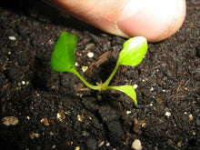 10 Tacca Chantrieri Seeds | the Greenhouse Black Bat Plant Tropical - Seed World