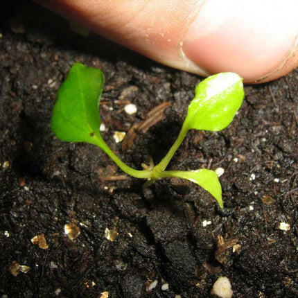 10 Tacca Chantrieri Seeds | the Greenhouse Black Bat Plant Tropical - Seed World