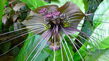 10 Tacca Chantrieri Seeds | the Greenhouse Black Bat Plant Tropical - Seed World