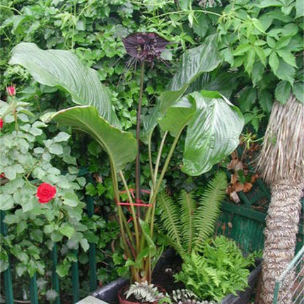 10 Tacca Chantrieri Seeds | the Greenhouse Black Bat Plant Tropical - Seed World