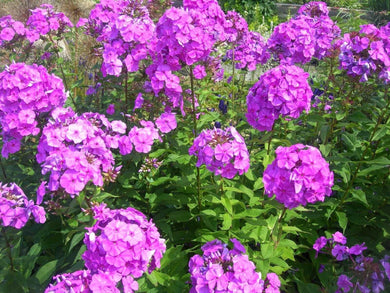 10 Tall Purple Phlox Seeds - Seed World