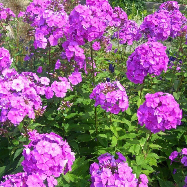 10 Tall Purple Phlox Seeds - Seed World