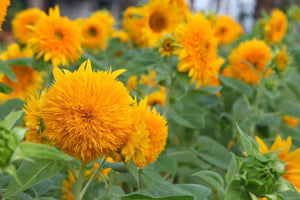 10 Teddy Bear Sunflower Seeds - Seed World