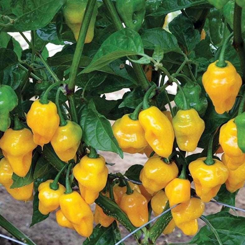 10 Trinidad Perfume Pepper Seeds - Seed World