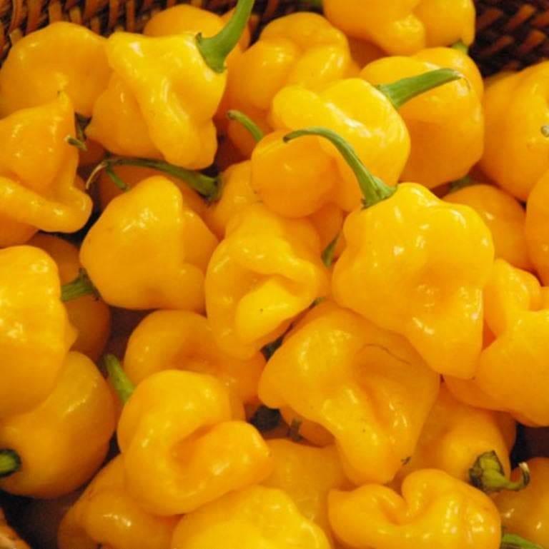 10 Trinidad Perfume Pepper Seeds - Seed World