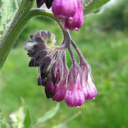 10 True Comfrey Seeds - Seed World