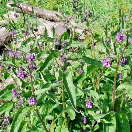 10 True Comfrey Seeds - Seed World