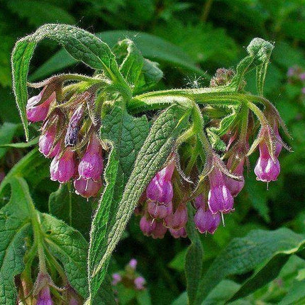 10 True Comfrey Seeds - Seed World