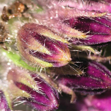10 True Comfrey Seeds - Seed World