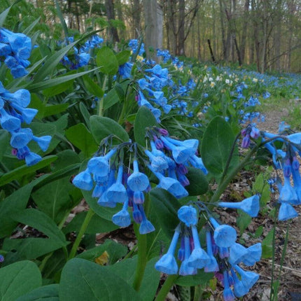 10 Virginia Bluebells Seeds - Seed World
