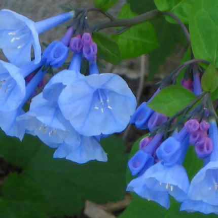 10 Virginia Bluebells Seeds - Seed World