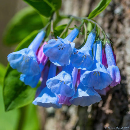 10 Virginia Bluebells Seeds - Seed World