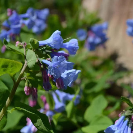 10 Virginia Bluebells Seeds - Seed World