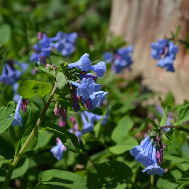 Virginia Bluebells with clusters of soft blue, bell-shaped flowers and pink-purple buds surrounded by lush green foliage. Seed World