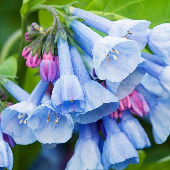 10 Virginia Bluebells Seeds - Seed World