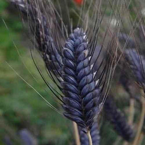 10 Wheat - Black Knight Seeds - Seed World