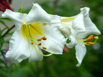 10 White Avalanche Lily Seeds - Seed World