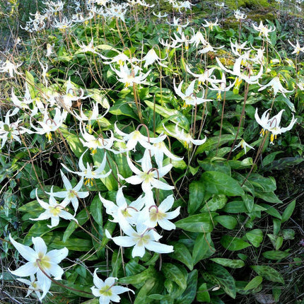 10 White Avalanche Lily Seeds - Seed World