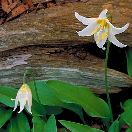 10 White Avalanche Lily Seeds - Seed World