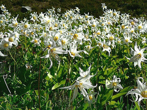 10 White Avalanche Lily Seeds - Seed World