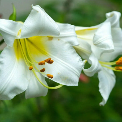 10 White Avalanche Lily Seeds - Seed World