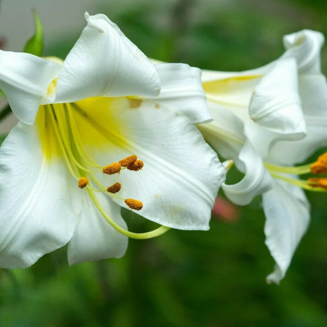 10 White Avalanche Lily Seeds - Seed World