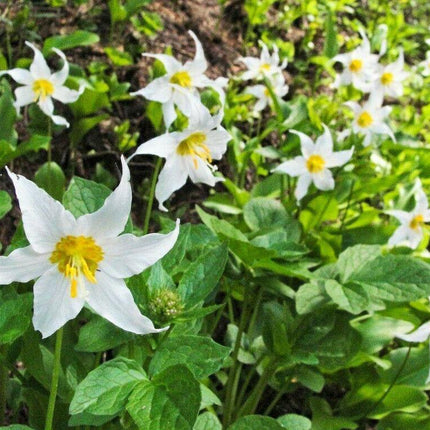 10 White Avalanche Lily Seeds - Seed World