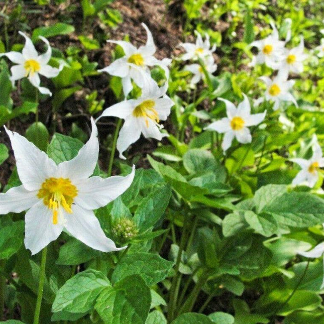 10 White Avalanche Lily Seeds - Seed World
